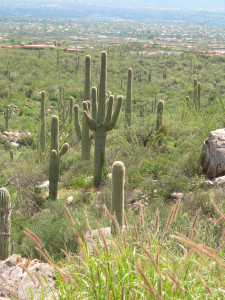 Pima Canyon
