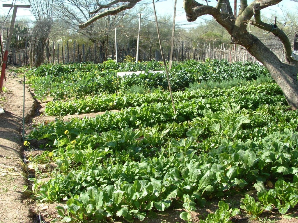 La Oeste garden 3