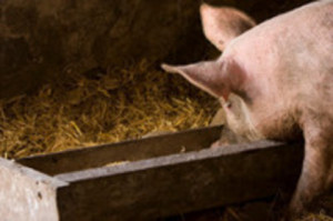 Pig-Trough