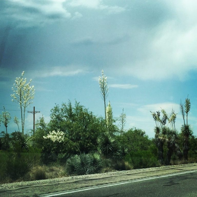 Oracle, Arizona