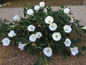 Sacred Datura