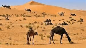 saudi-desert