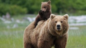Mama Grizzly